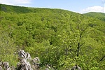 Előre