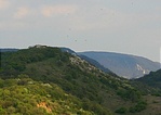 kesztölci madarak