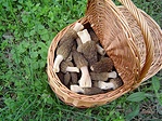 hegyes kucsmagomba