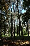 Az árnyas  parkban