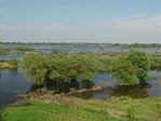 Tisza ártér