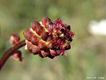 Csabaíre (Sanguisorba minor) de lehet, hogy nem az