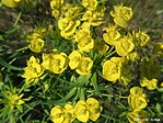 Erdei kutyatej (Euphorbia amygdaloides)