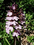 Bíboros kosbor (Ochris purpurea)