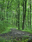 Torha fele