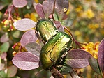 Bogartobzodas