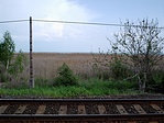 Nádas