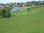 Szürkemarhák a Belső-tónál