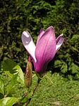 Tulipánfa virága