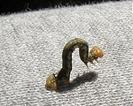 Potyautas