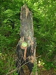 A láda