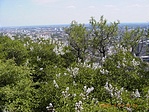 Orgona + mandula a láda közelében