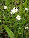 Olocsány csillaghúr
