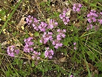 Korai kakukkfű