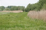 A patak