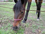 Paci