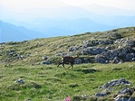 egy Zerge