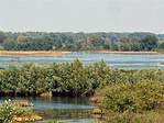 Madárvilág 