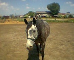 Ló