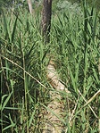 Szálfa-ösvény