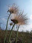 Makró