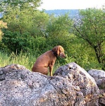 Társam a keresésben