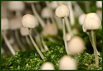 gombaerdő