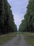 Fasor a végtelenbe