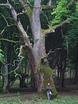 Tölgyfácska