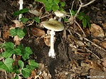 Gyilkos galóca (Amantina phalloides)