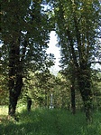 A sírkert