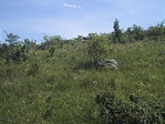 Szamócás