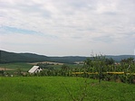 Szőlősorok