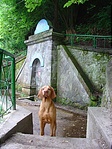 Büszke vizsla