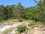 "Háttérkép"