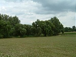 Árnyat adó fák