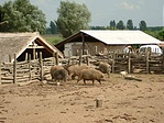 Mangalica