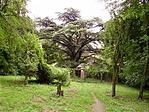 A cédrus