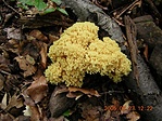 Korallgomba