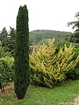 Színpompa