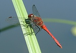 Alföldi szitakötő (Sympetrum sanguineum)