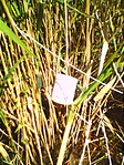 A láda