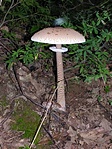 gomba-cache útközben
