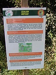 Csollány