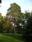 Növekvő árnyékokban