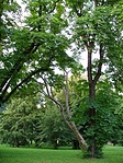 Ferde fák