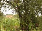 A ládafa