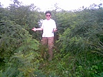 Piret kihatol
