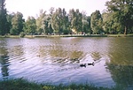kis kacsa fürdik