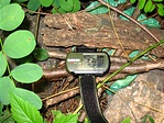 Puma kütyüje